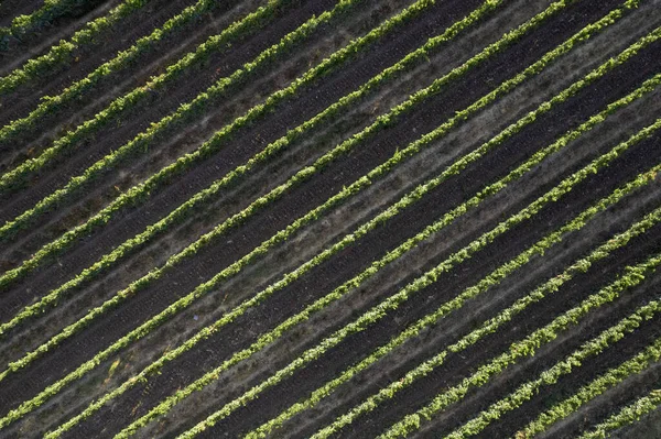 Luftaufnahme Der Reihen Eines Weinbergs Der Toskana Italien — Stockfoto
