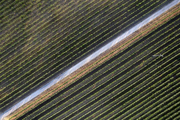 Documentación Fotográfica Aérea Las Hileras Viñedo Toscana Italia — Foto de Stock