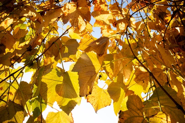 Photographic Documentation Colors Leaves Vines Autumn — Stock Photo, Image