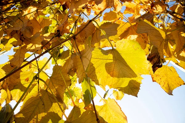 秋のブドウの葉の色の写真ドキュメント — ストック写真