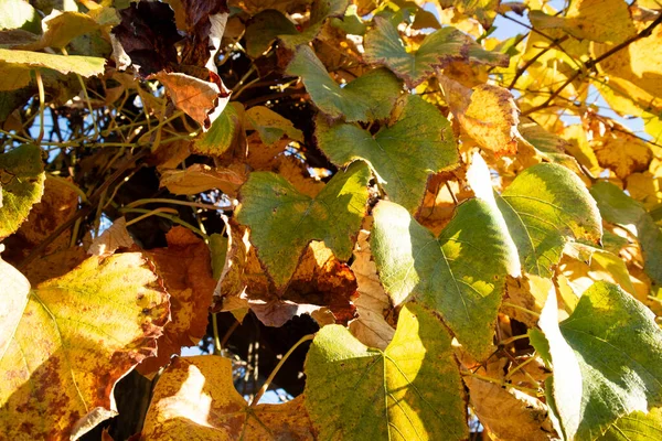 Photographic documentation of the colors of the leaves of the vines in the autumn
