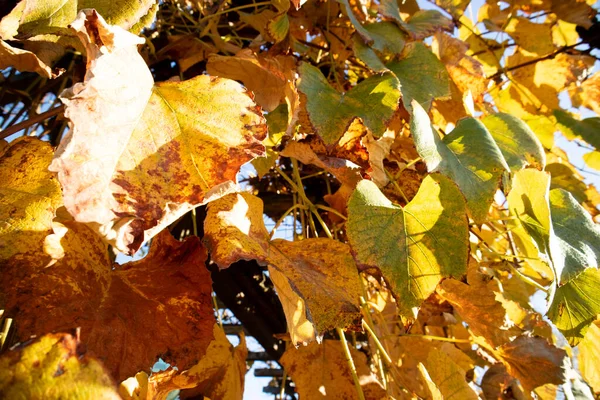 Photographic Documentation Colors Leaves Vines Autumn — Stock Photo, Image
