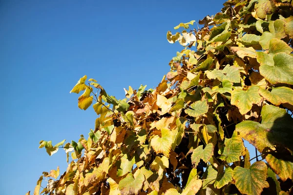 Photographic documentation of the colors of the leaves of the vines in the autumn