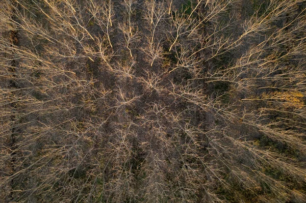 Kış Mevsiminde Tamamen Çıplak Ağaçlarla Dolu Bir Ormanın Havadan Çekilmiş — Stok fotoğraf
