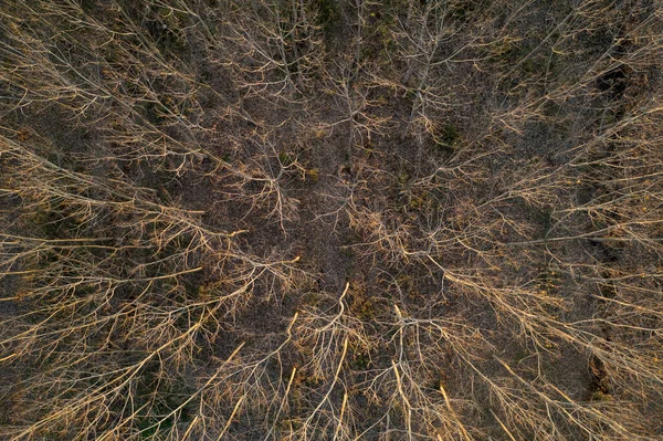 Documentación Fotográfica Aérea Bosque Con Árboles Completamente Desnudos Temporada Invierno — Foto de Stock
