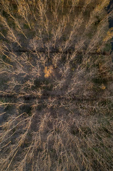 Luftaufnahmen Eines Waldes Mit Völlig Kahlen Bäumen Der Wintersaison — Stockfoto