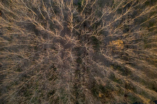 Аэрофотодокументация Леса Полностью Голыми Деревьями Зимний Сезон — стоковое фото