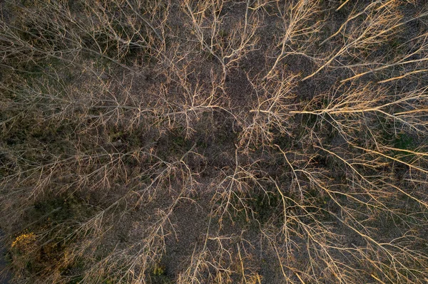 Zdjęcia Lotnicze Lasu Całkowicie Gołymi Drzewami Sezonie Zimowym — Zdjęcie stockowe