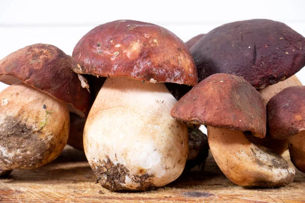 Photographic Documentation Presentation Group Freshly Picked Porcini Mushrooms — Stock Photo, Image