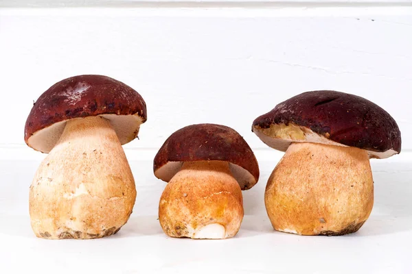 Photographic Documentation Presentation Group Freshly Picked Porcini Mushrooms — Stock Photo, Image