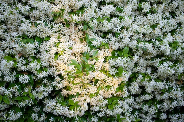 Photographic Documentation Hedge Fragrant Jasmine Bloom Late Spring — Stock Photo, Image
