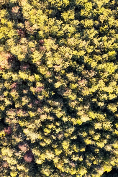 Εναέρια Φωτογραφική Τεκμηρίωση Του Δάσους Λεύκας Φθινόπωρο — Φωτογραφία Αρχείου