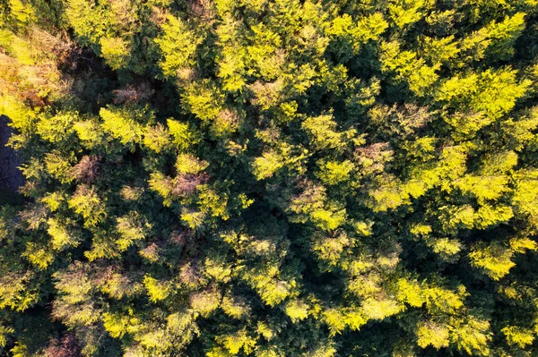 Légifotós Dokumentáció Egy Nyárerdőről Ősszel — Stock Fotó