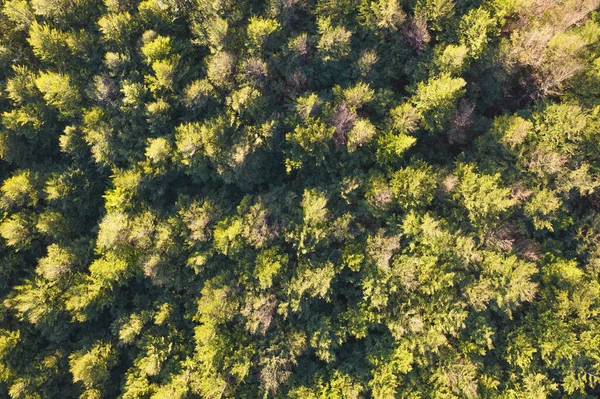 Luftaufnahme Eines Pappelwaldes Herbst — Stockfoto