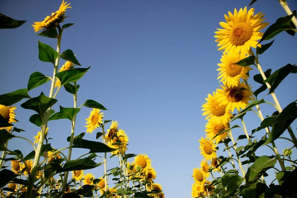 Photographic documentation with a shot from below of a field of sunflowers in full bloom