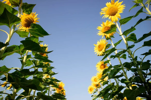 Photographic documentation with a shot from below of a field of sunflowers in full bloom