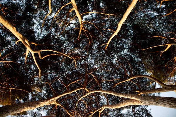 Dokumentasi Foto Bawah Kanopi Hutan Pinus Saat Matahari Terbit — Stok Foto