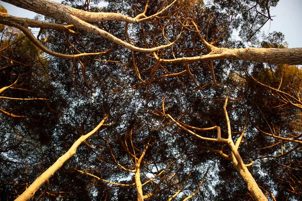 Photographic Documentation Canopy Pine Forest Sunrise — Stock Photo, Image