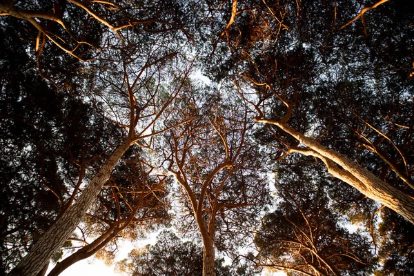 Documentación Fotográfica Del Bajo Dosel Bosque Pinos Amanecer — Foto de Stock