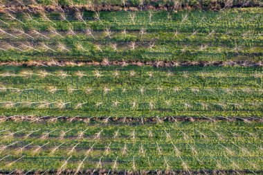 Aerial documentation of a new poplar plantation for paper production 