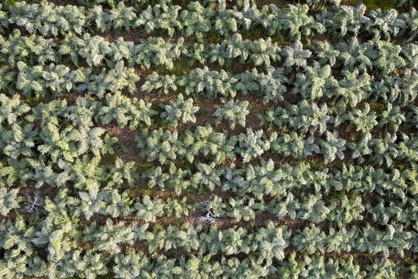 Documentação Fotográfica Aérea Campo Plantado Com Vegetais Inverno Cardo Corcunda — Fotografia de Stock