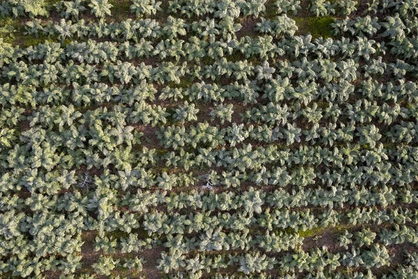 Aerial Photographic Documentation Field Planted Hunchback Thistle Winter Vegetables — Stock Photo, Image