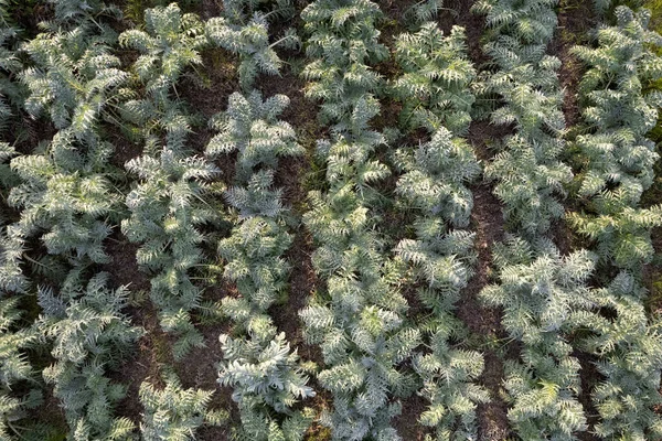 Aerial Photographic Documentation Field Planted Hunchback Thistle Winter Vegetables — Stock Photo, Image