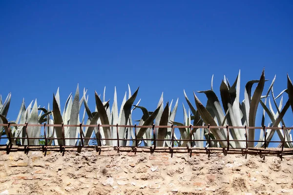Wall Fence Row Succulents Top — Stock Photo, Image