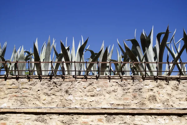 Wall Fence Row Succulents Top — Stock Photo, Image