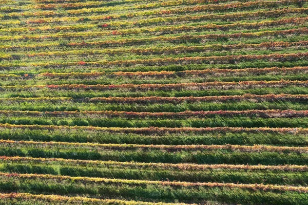 秋にブドウが植えられた田舎の空中写真資料 — ストック写真