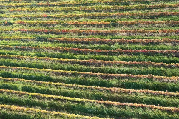 Luchtfoto Documentatie Van Het Platteland Beplant Met Wijnstokken Herfst — Stockfoto