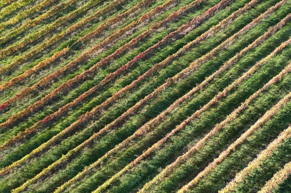 Luchtfoto Documentatie Van Het Platteland Beplant Met Wijnstokken Herfst — Stockfoto