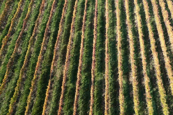 Аэрофотодокументация Сельской Местности Посаженной Виноградниками Осенью — стоковое фото