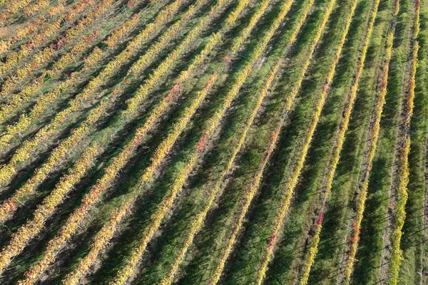 Аэрофотодокументация Сельской Местности Посаженной Виноградниками Осенью — стоковое фото