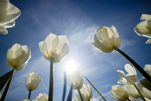 Fotografická Dokumentace Polního Pěstování Bílého Tulipánu — Stock fotografie