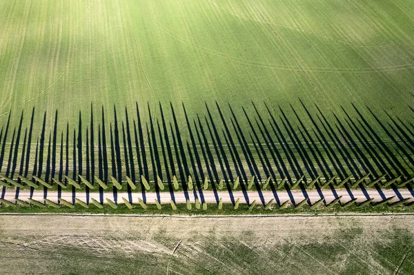 トスカーナのヴァル オルシアのヒノキの列の航空写真のドキュメントイタリア — ストック写真