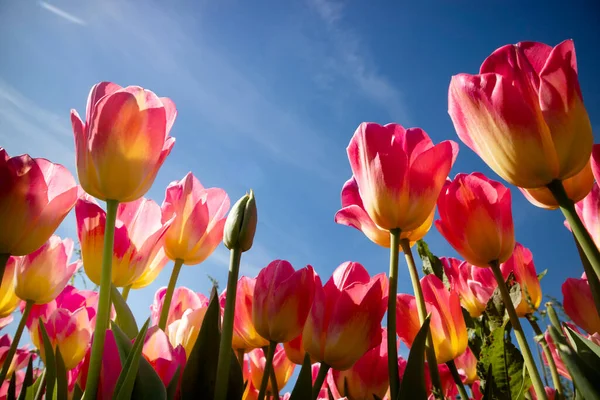 Fotografická Dokumentace Pěstování Barevného Tulipánového Květu — Stock fotografie