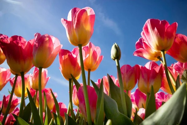 Documentación Fotográfica Del Cultivo Colorida Flor Tulipán —  Fotos de Stock