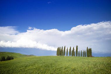 Siena Tuscany İtalya bölgesindeki selvi basınlarının fotoğraflı belgeleri