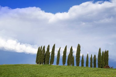 Siena Tuscany İtalya bölgesindeki selvi basınlarının fotoğraflı belgeleri