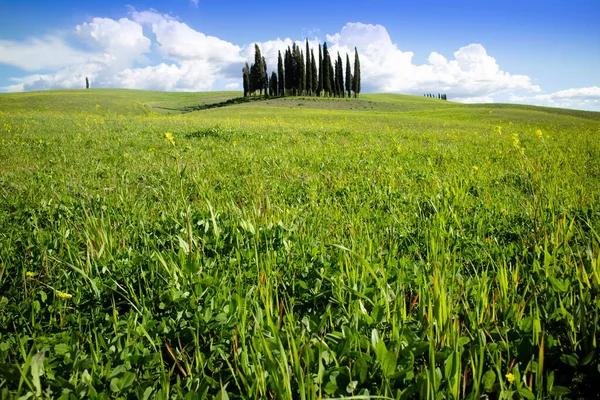 Fotografisk Dokumentation Cypresserna Provinsen Siena Toscana Italien — Stockfoto