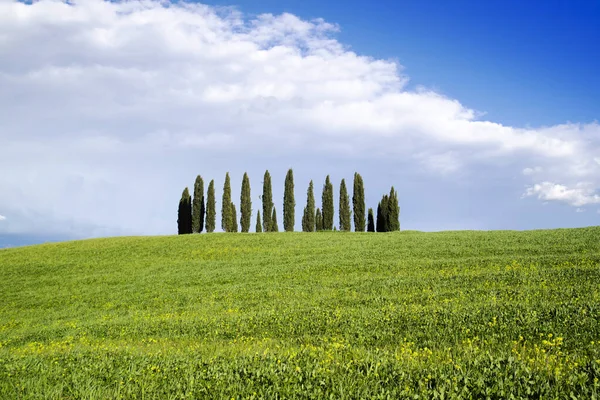 Photographic Documentation Cypresses Province Siena Tuscany Italy — Stock Photo, Image