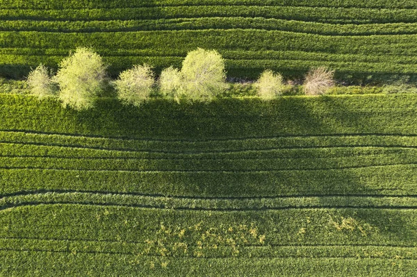 Аэрофотодокументация Зеленого Цвета Пшеницы Весной — стоковое фото