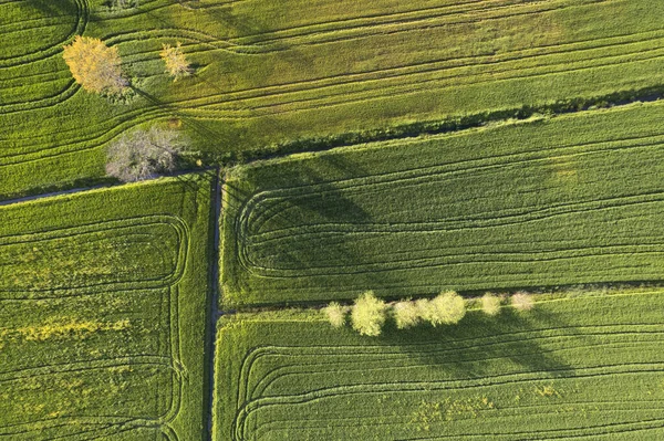 Luftaufnahmen Der Grünen Farbe Des Weizens Frühling — Stockfoto