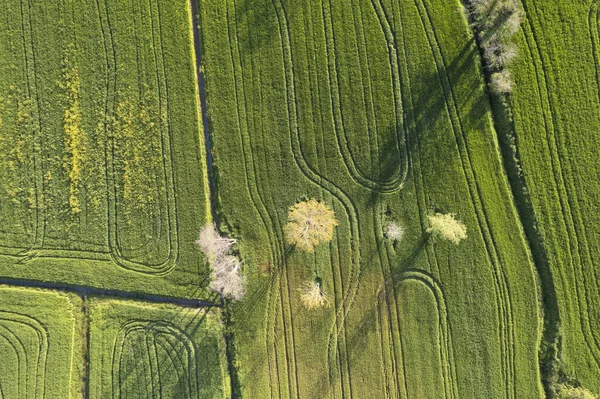 Letecká Fotografická Dokumentace Zelené Barvy Pšenice Jaře — Stock fotografie