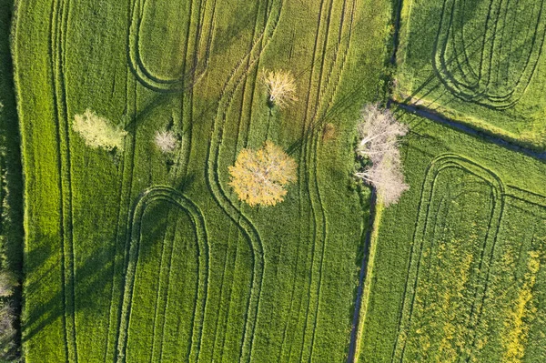 春季小麦绿色的航拍记录 — 图库照片