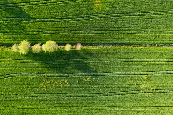 Letecká Fotografická Dokumentace Zelené Barvy Pšenice Jaře — Stock fotografie