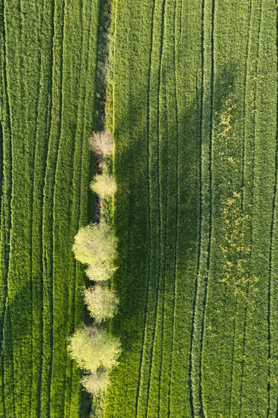 Аэрофотодокументация Зеленого Цвета Пшеницы Весной — стоковое фото