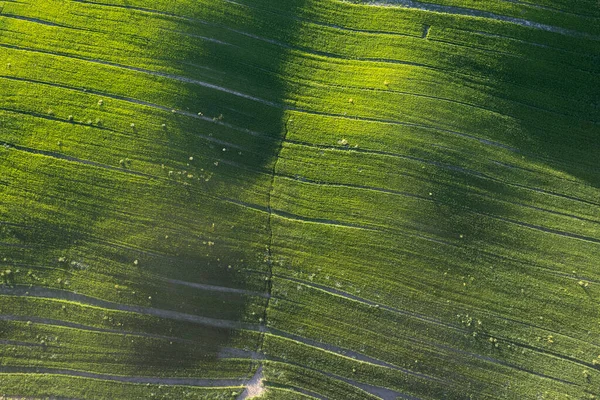 Аэрофотодокументация Зеленого Цвета Поля Весной — стоковое фото