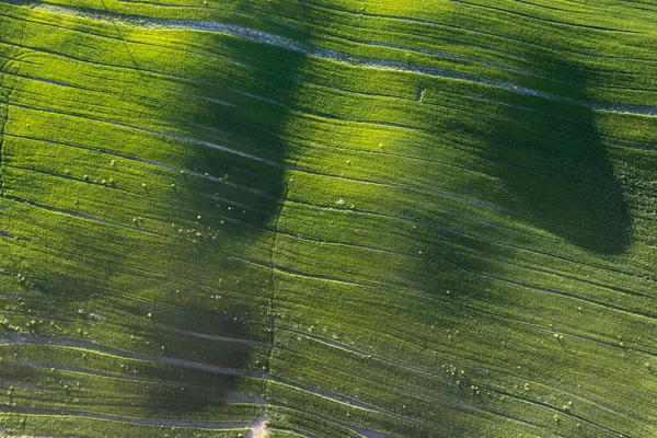 Letecká Fotografická Dokumentace Zelené Barvy Pole Jaře — Stock fotografie